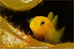 my can is my castle - small goby in an old beer can by Christian Schlamann 